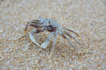 Crab on the beach, Close up sea crab or sand crabs on a sea beach. Shoot in a variety of action.