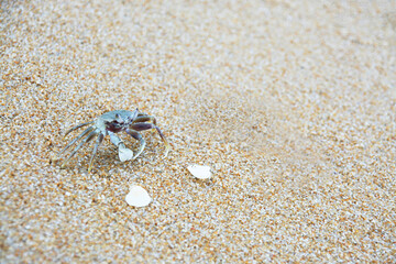 Crab on the beach, Close up sea crab or sand crabs on a sea beach. Shoot in a variety of action.