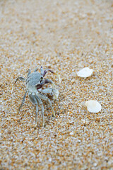Crab on the beach, Close up sea crab or sand crabs on a sea beach. Shoot in a variety of action.