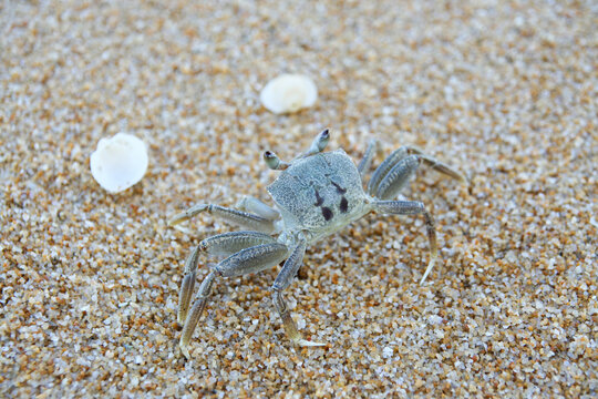 Crab on the beach, Close up sea crab or sand crabs on a sea beach. Shoot in a variety of action.