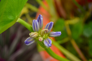 flower of a flower of a flower