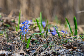 Scilla plants in the spring woods.