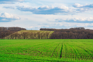 Fototapeta na wymiar Amazing farmland in spring.
