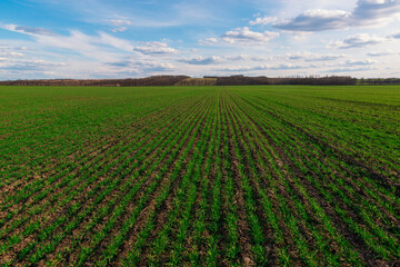 Rows of fresh green crops on the farm field.