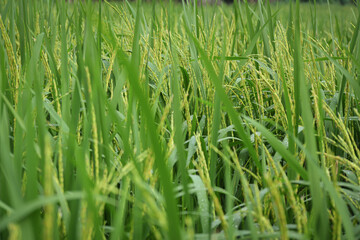 green grass background