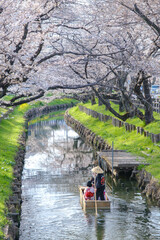 Fototapeta na wymiar 川を渡り桜を観る