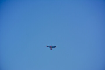 kites in the sky