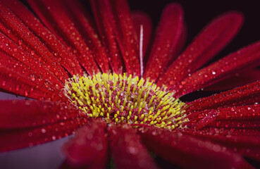 Red Gerbera flower blossom with water drops - close up shot photo details spring time	