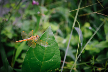 dragonfly on a leaf