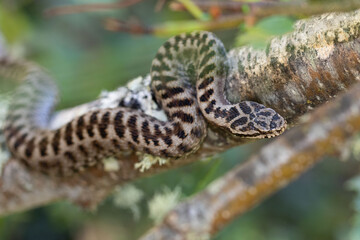 Vipera seoanei is a venomous viper species