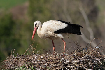 The white stork is a large black and white bird