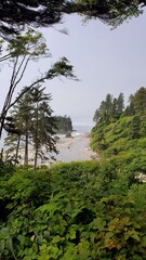 Fototapeta premium Ocean view through the coastal trees