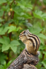 シマリス