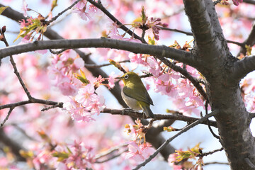 河津桜とメジロ
