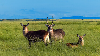 waterbucks in Savannah with alpha male