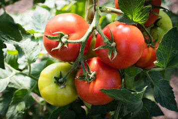 Growth ripe tomato in greenhouse