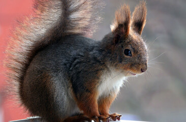 Cute grey and red squirrel