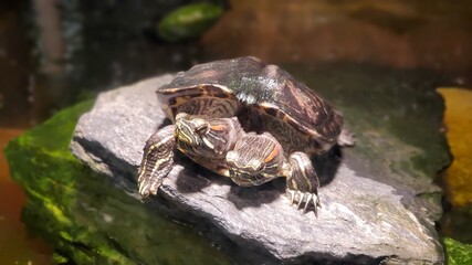 Two headed turtle in a reptile zoo