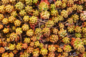 Small fleshy-leaved plants of the genus sedum.