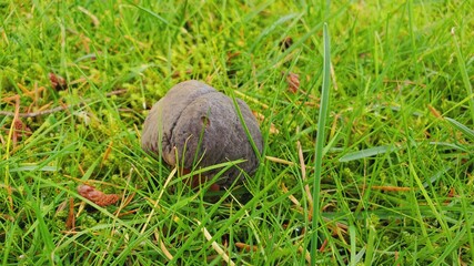 Beautiful mushroom in the garden
