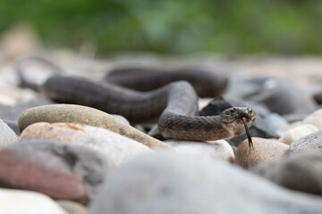 Viperine water snake crawling along a river bank
