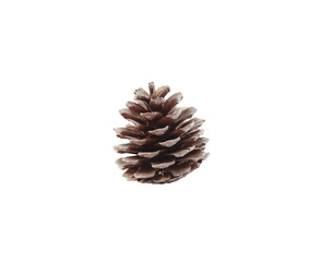 Pine cone isolated on white background with clipping path. Copy space, no shadows