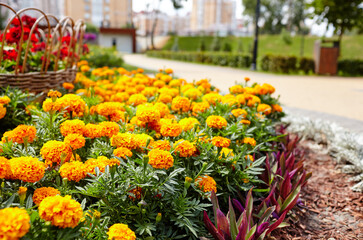 Tagetes patula french marigold yellow orange flowers. Close up beautiful Marigold flower and leaf (Tagetes erecta, Mexican, Aztec or French marigold) in city park. Selective focus, blurred background