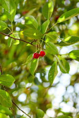 Ripe cherries hanging from a cherry tree branch, cherry orchard. Cherries among the green leaves in the summer garden in rays of sunlight in nature. Colorful image with a soft selective focus