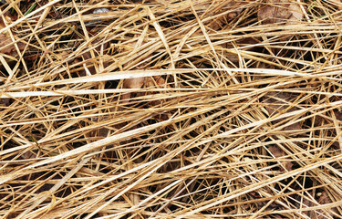 In the background of various dried grass textures in the spring