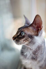 Funny cat sitting on window sill. A beautiful gray sphinx cat