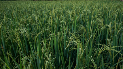 Obraz premium rice field