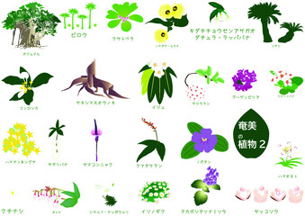 南国奄美の植物セット3種2