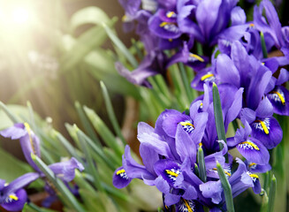 Beautiful Iris flowers in their natural environment in a sunny garden. High quality photo