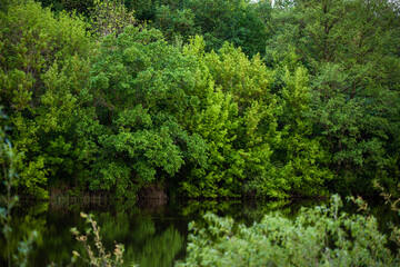 Fototapeta na wymiar Forest lake or river flow landscape, calm nature background