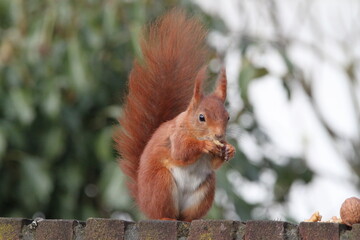 Red squirrel on the fence in Germany, M&uuml;nster. Nuts, walnut. Endangered species. Save the planet.