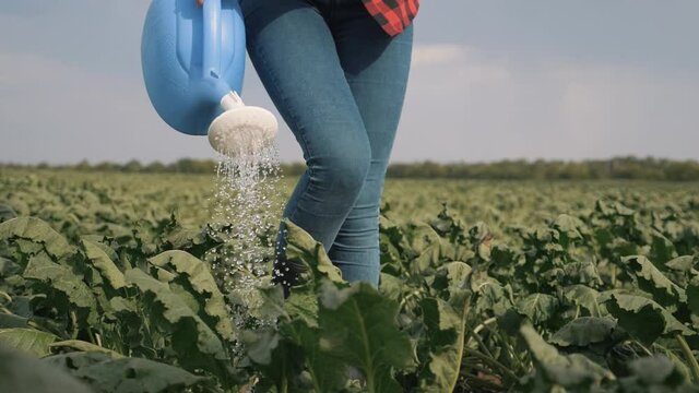 Agriculture. The farmer uses watering can for watering. girl farmer pours green seedlings of vegetables in garden from watering can. Agriculture fresh, farm products. The farmer works in the field.