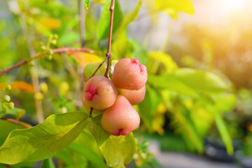 Pink rose apple after rain on tree in garden,Thailand