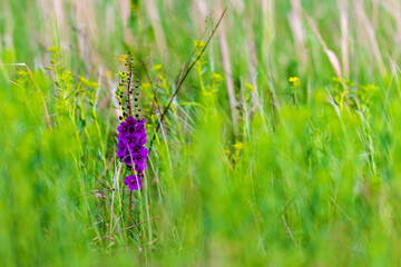 Verbascum phoeniceum flower, Purple mullein or temptress purple plant from family Scrophulariaceae growing on grassland
