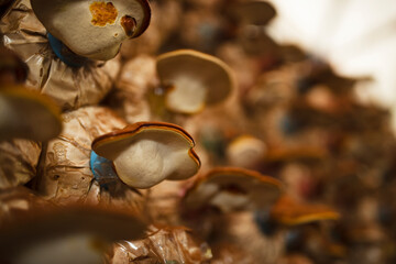 Ganoderma lucidum or lingzhi on an asian farmer farm for making medicine banner