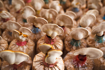 Ganoderma lucidum or lingzhi on an asian farmer farm for making medicine banner