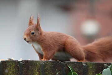 Red squirrel on the fence in Germany, Münster. Nuts, walnut. Endangered species. Save the planet.