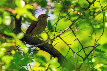 Nightingale perched on tree branch. Nature background