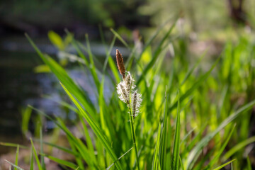 grass and water