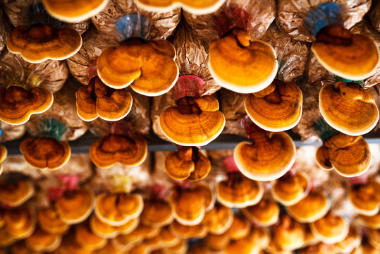 Ganoderma lucidum or lingzhi on an asian farmer farm for making medicine banner