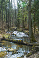 Forest and river with fallen trunks of trees in spring, vertical