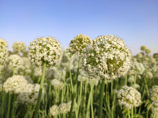 Blossoming onion crop flowers with blue sky, onion seeds production