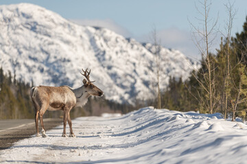 Single caribou standing on the side of Alaska Highway in northern Canada during a bright sky sunny day with blue skies, antlers, huge mountains in the background. 