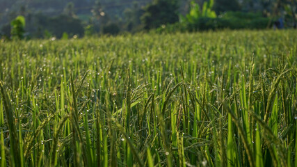 green wheat field