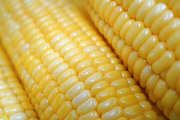 Fresh corn on the cob peeled collected from farm, Corn nutrition grains, Close up