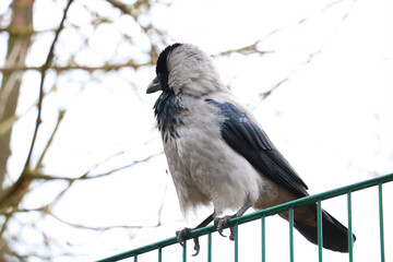 A small crow sits on the fence.